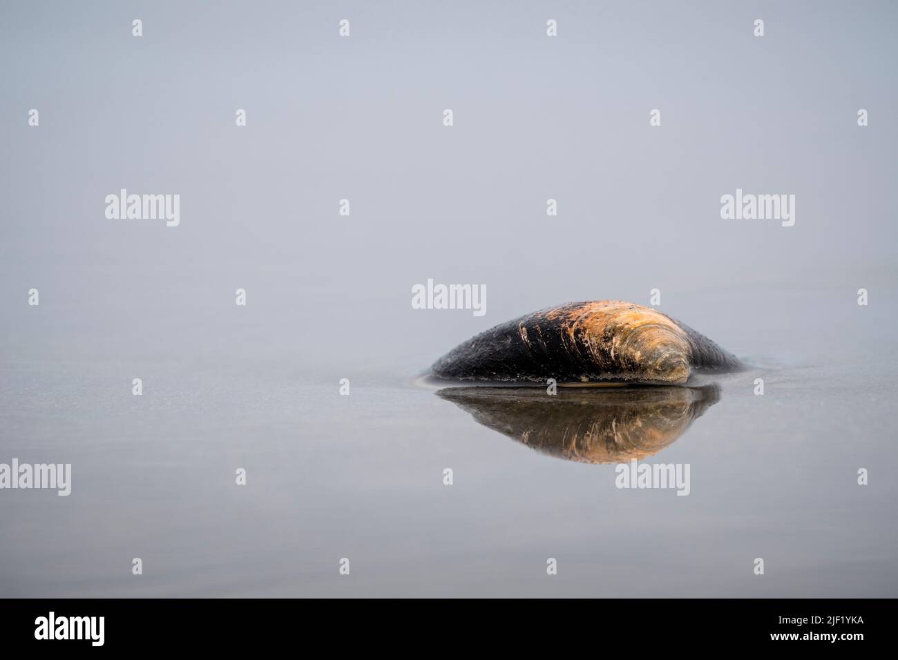 Clam shell surrounded by water on a sandy beach Stock Photo - Alamy