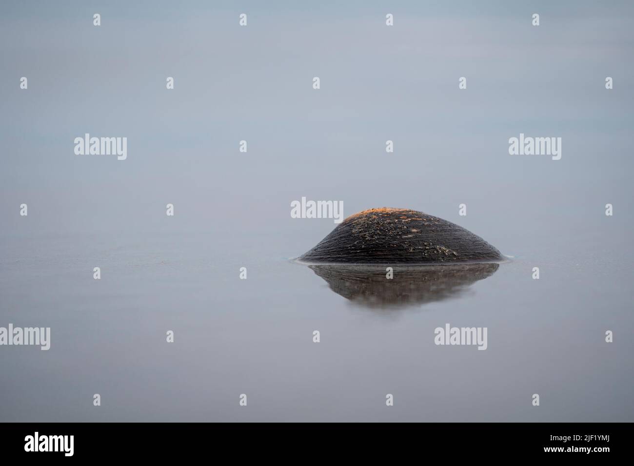 Clam shell surrounded by water on a sandy beach Stock Photo - Alamy