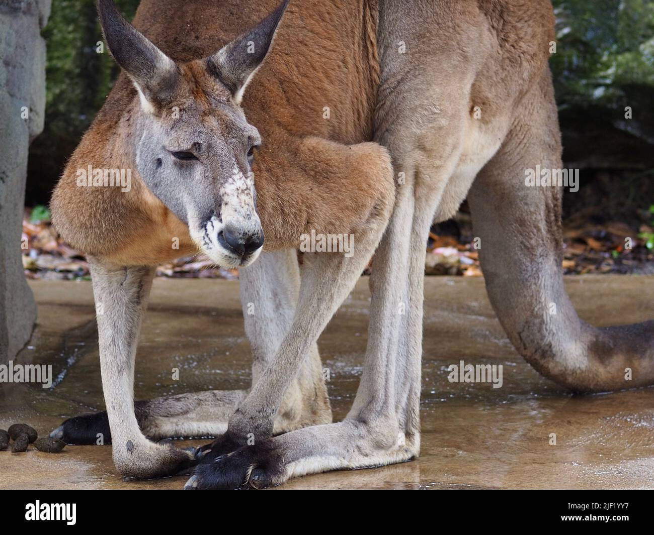 Dynamic robust handsome male Red Kangaroo in vigorous health. Stock Photo