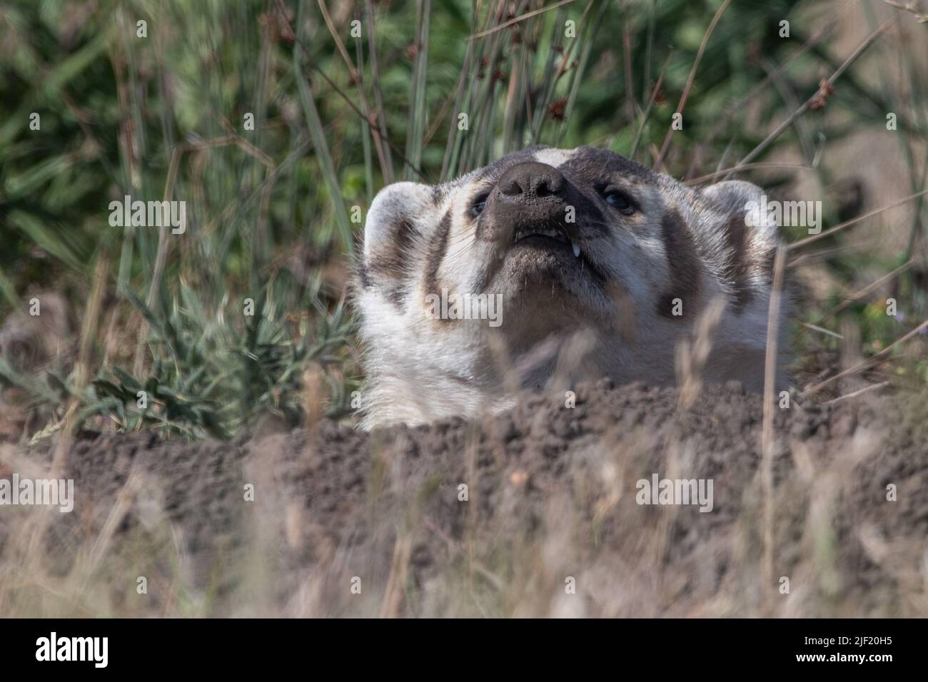An American badger (Taxidea taxus) in Point Reyes National seashore in Marin county, California, USA. Stock Photo