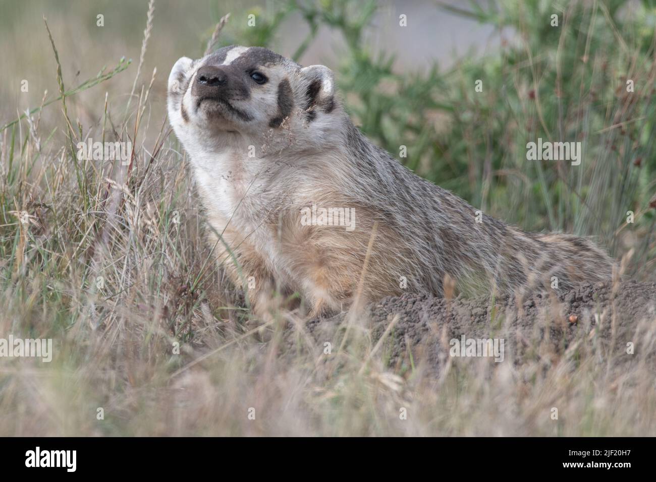 An American badger (Taxidea taxus) in Point Reyes National seashore in Marin county, California, USA. Stock Photo