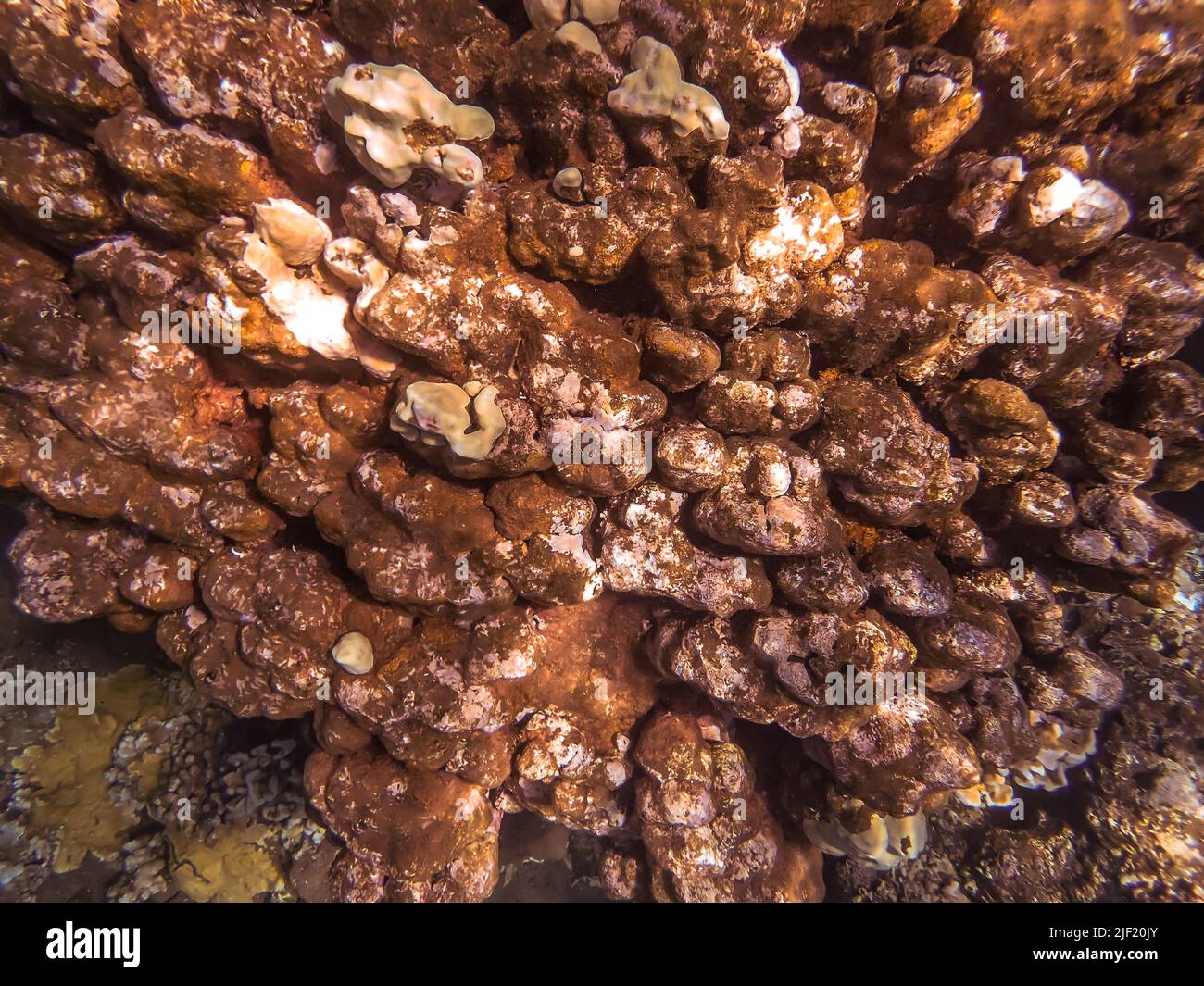 Underwater image of Pacific ocean water and the brown coral taken in Maui Hawaii. Stock Photo
