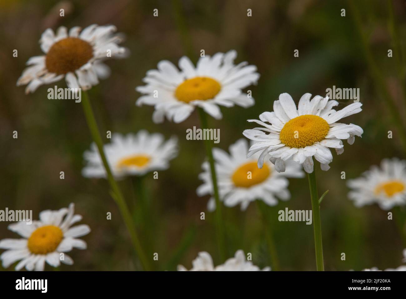Oxeye Daisy flower (Leucanthemum vulgare) a nonnative introduced plant in Point Reyes National seashore in california. Stock Photo