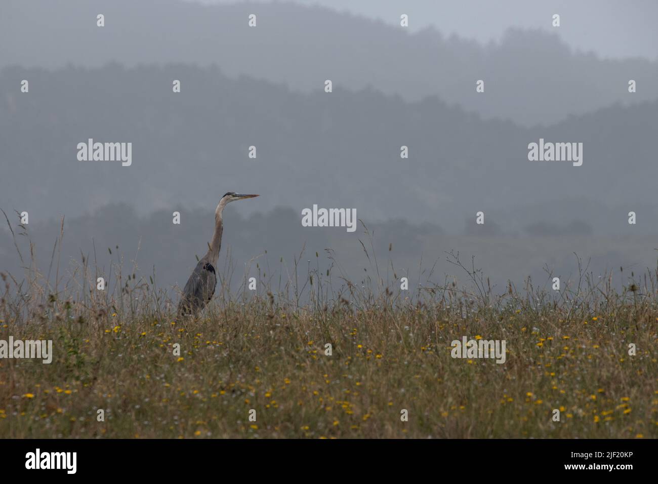 A great blue heron (Ardea herodias) standing in a grassland at Point Reyes National seashore in Marin county, California, USA. Stock Photo