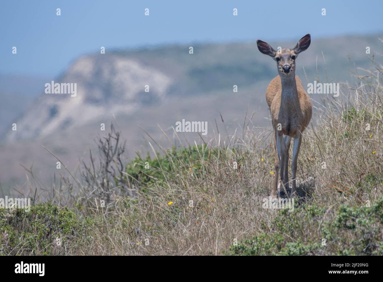 A black-tailed deer doe, a subspecies of mule deer (Odocoileus hemionus) in Point Reyes National seashore in Marin county, California, USA. Stock Photo