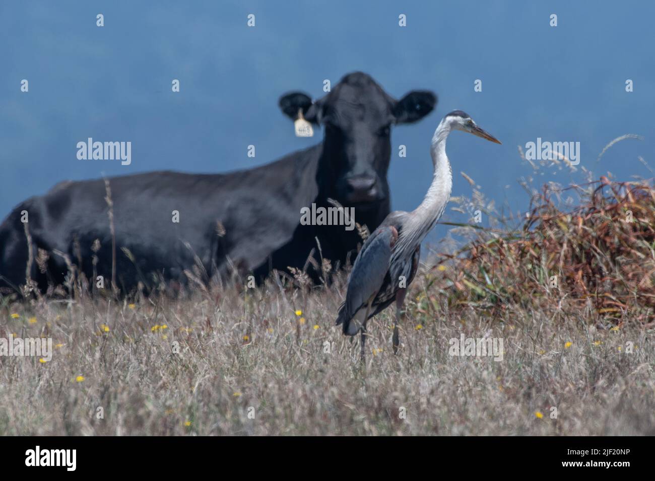 Cow and great blue heron (Ardea herodias) in Point Reyes National seashore in California. Stock Photo