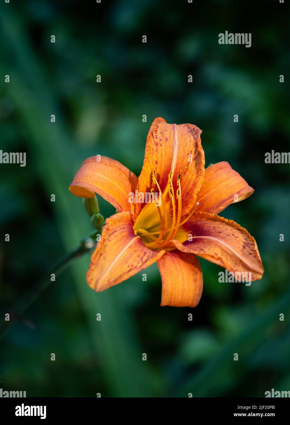 Orange Day Lily,Lilium lancifolium, viewed from above on a green leafy background in spring or summer, Lancaster, Pennsylvania Stock Photo