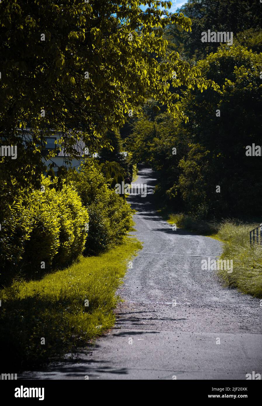 A vertical shot of an asphalt road through a green forest Stock Photo ...