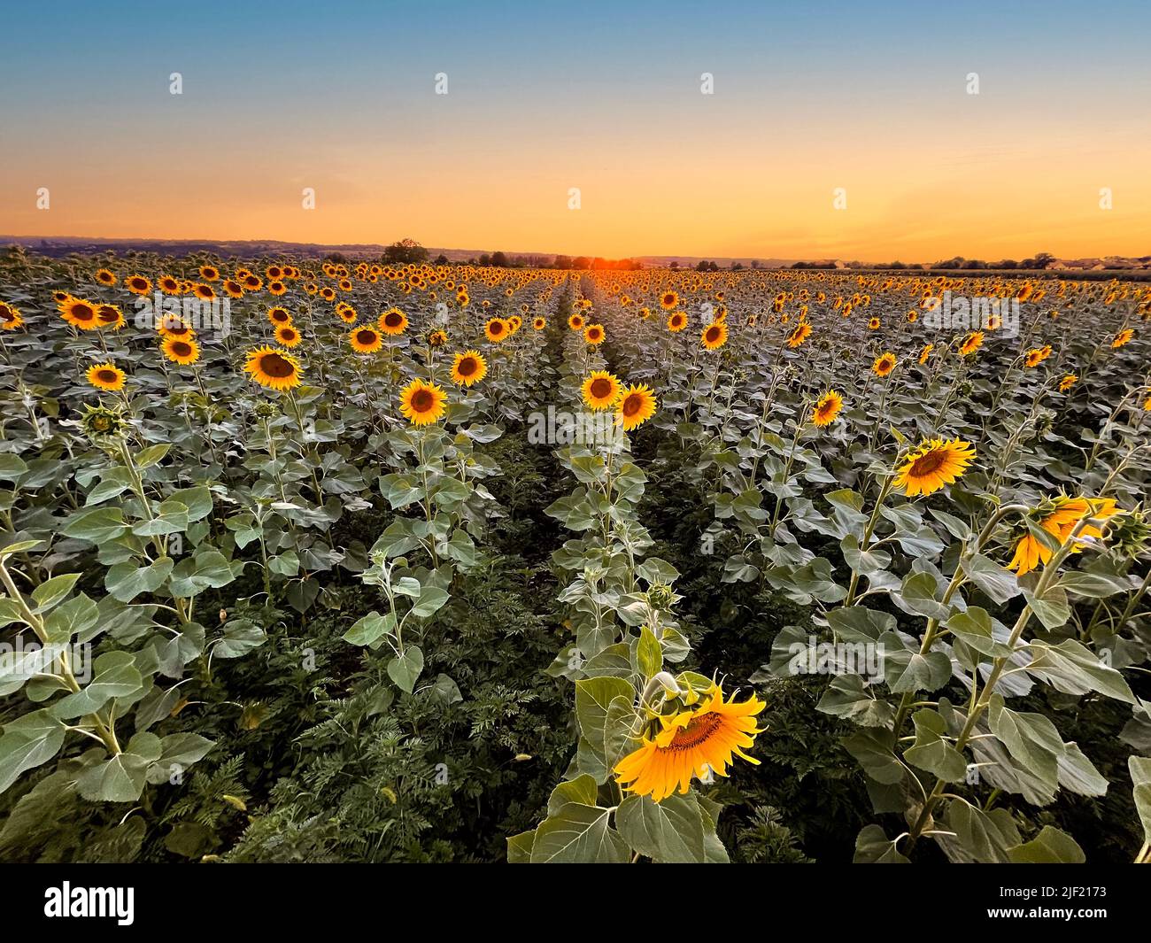 Sunflower field rows in summer at golden hour sunset Stock Photo
