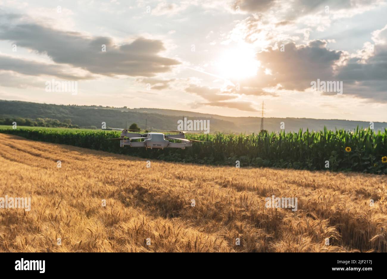 Wheat field and corn crop land, concept of using drones in agriculture Stock Photo