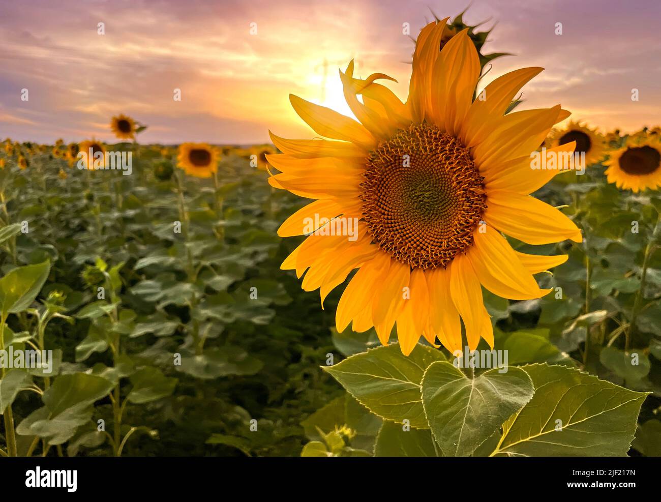 Sunflower field rows in summer at golden hour sunset Stock Photo