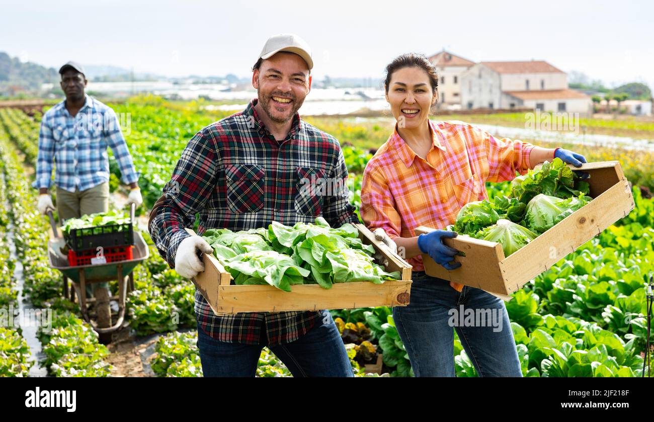 Smiling farmer couple carrying freshly picked green lettuce Stock Photo ...