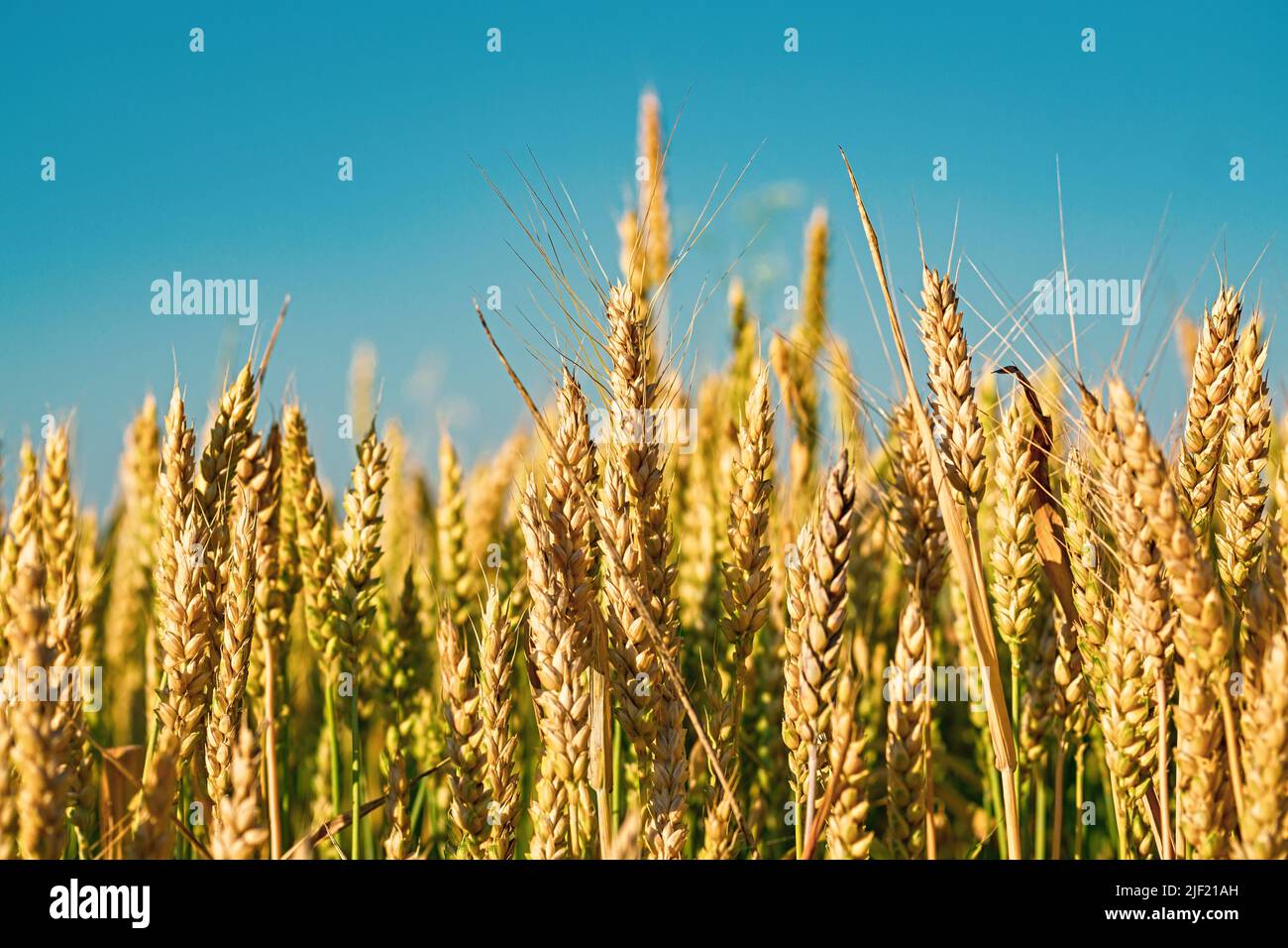 Close up of Soft common Wheat field in summer against blue sky Stock Photo