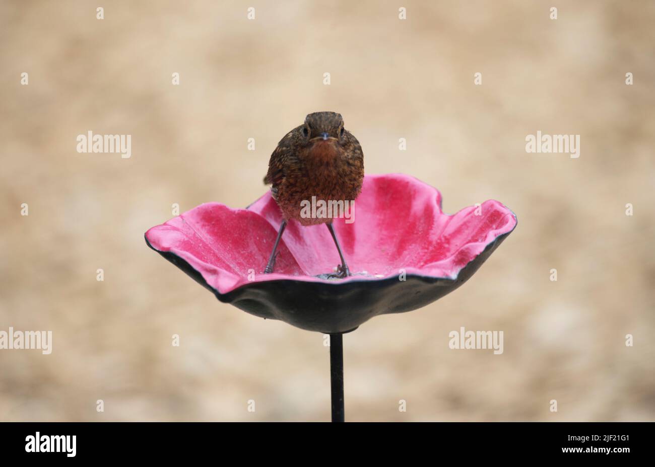 Fledgling Robin on a Ceramic Daffodil Flower Bird Feeder - British Garden Birds Stock Photo