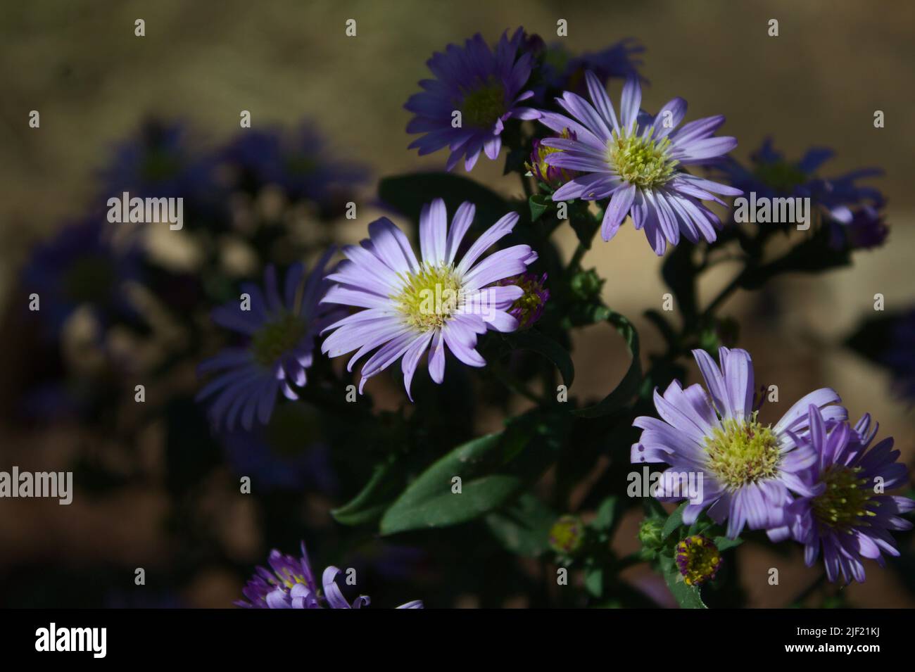 blue aster (Symphyotrichum laeve) in bloom Stock Photo
