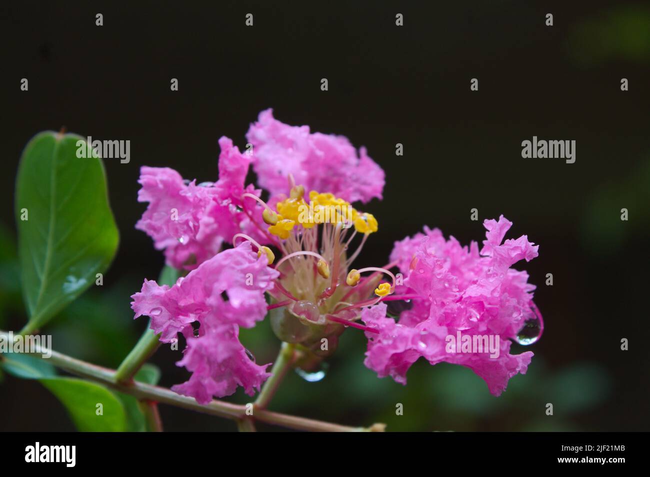 crepe myrtle (Lythraceae) bloom closeup Stock Photo