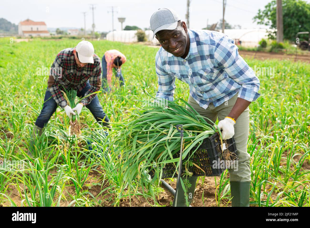 Farmer harvesting young garlic with plantation workers Stock Photo Alamy