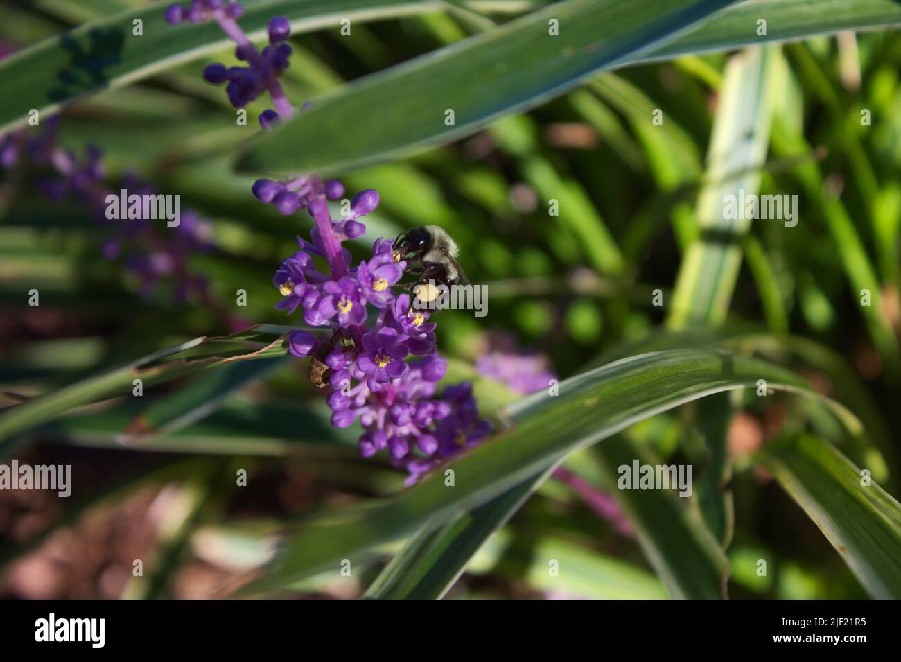 bee pollinating lavender monkey grass Stock Photo