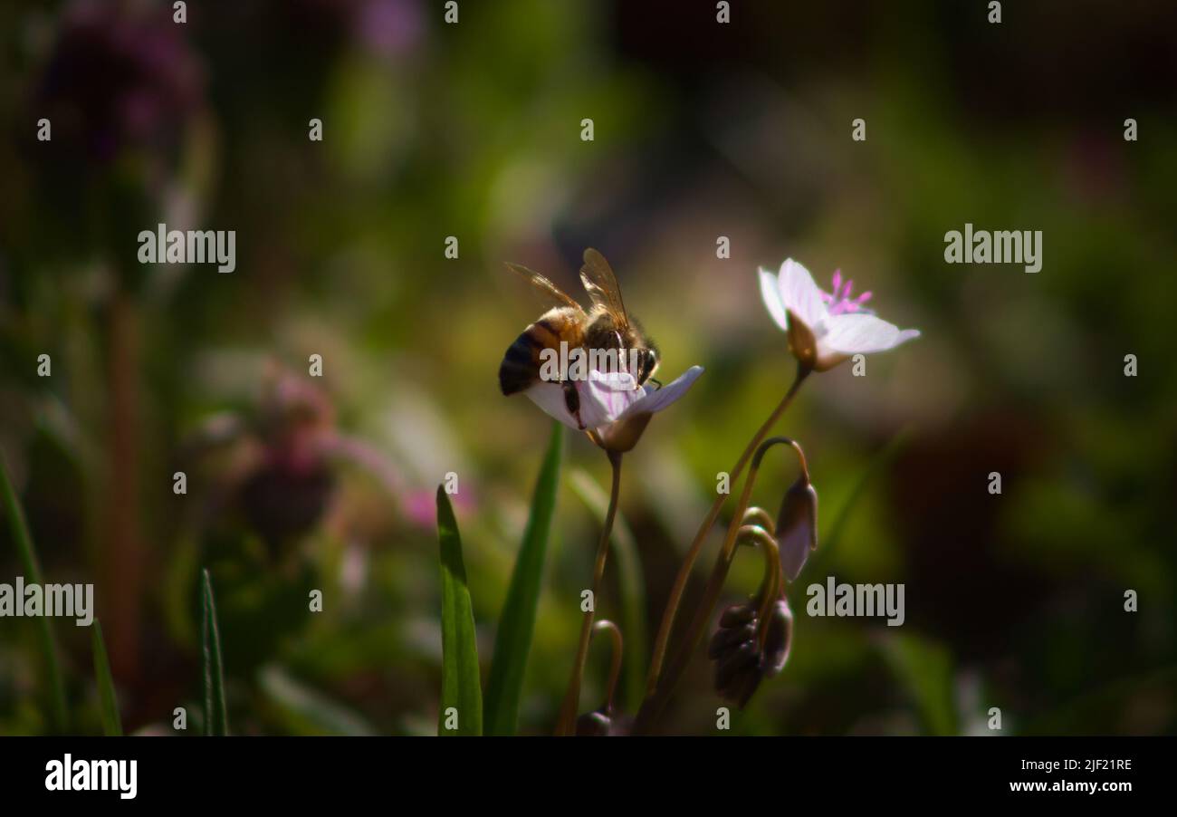 bee pollinating small white flower Stock Photo