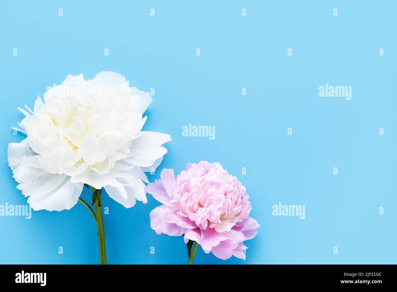Pink and white peonies on a light blue background. Top view, copy space, soft focus Stock Photo