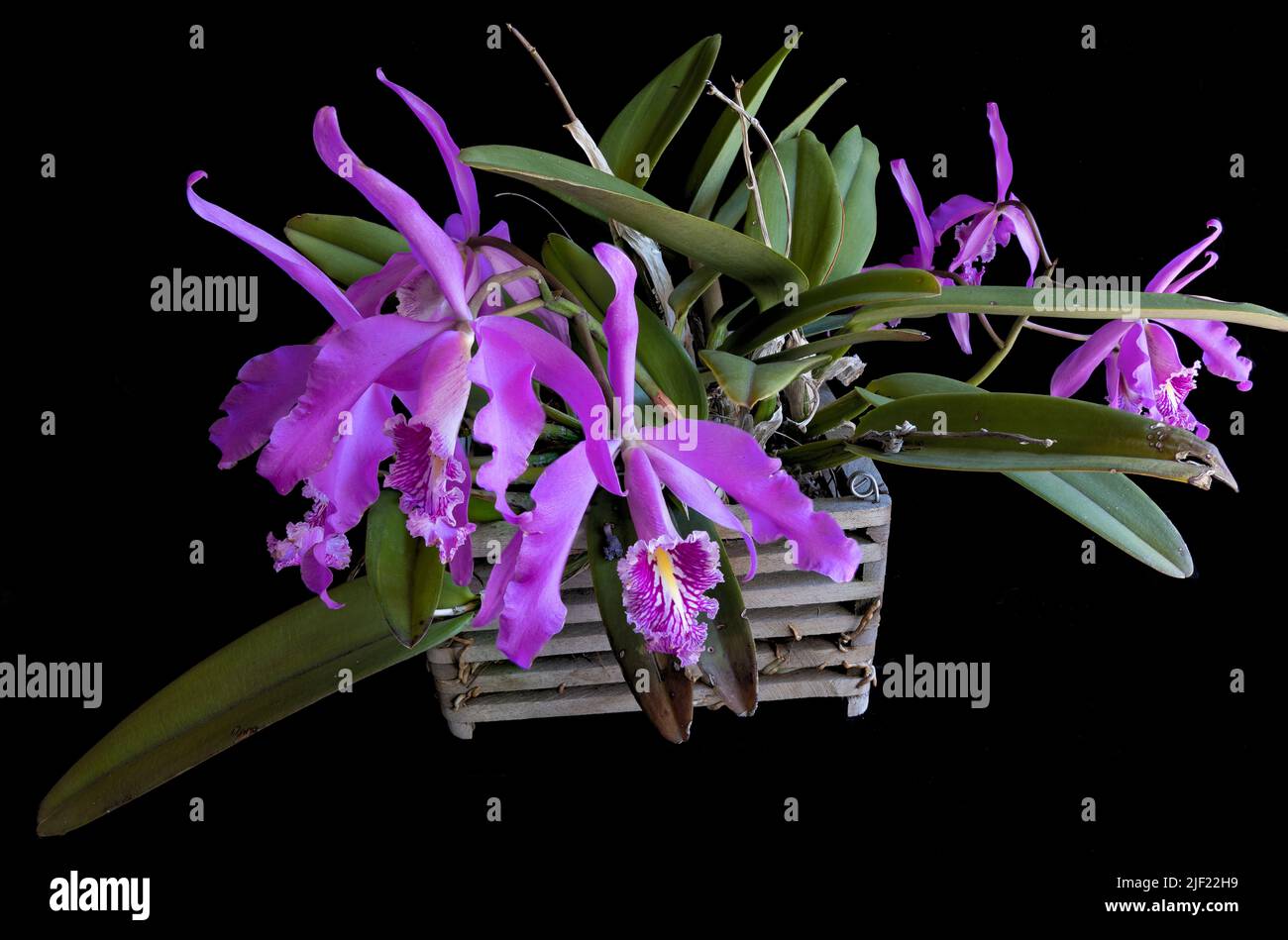 Pink cattleya orchid blossoms against a black background Stock Photo