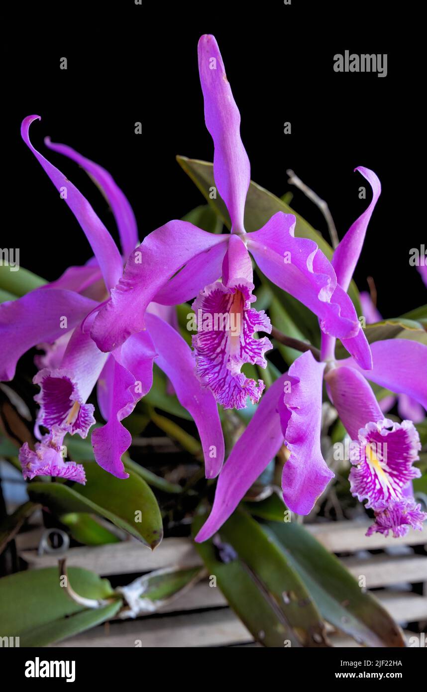 Pink cattleya orchid blossoms against a black background Stock Photo