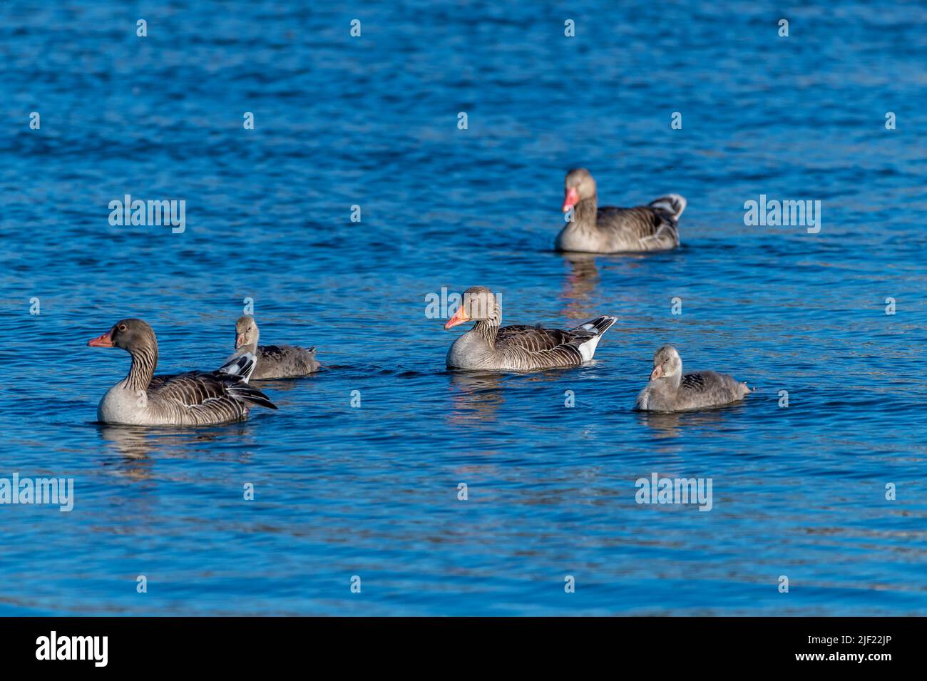 A flock of brown ducks swimming in blue water Stock Photo Alamy