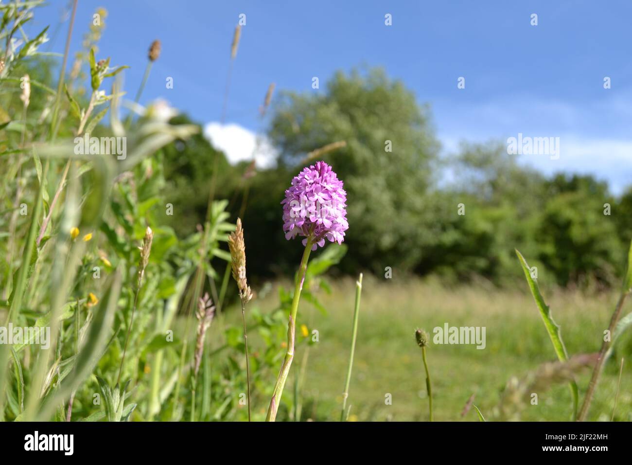 Pyramidal orchid in a meadow on edge of Meenfield Wood, Darent Valley, near Shoreham and Otford, Kent, in North Downs, south east England, UK Stock Photo