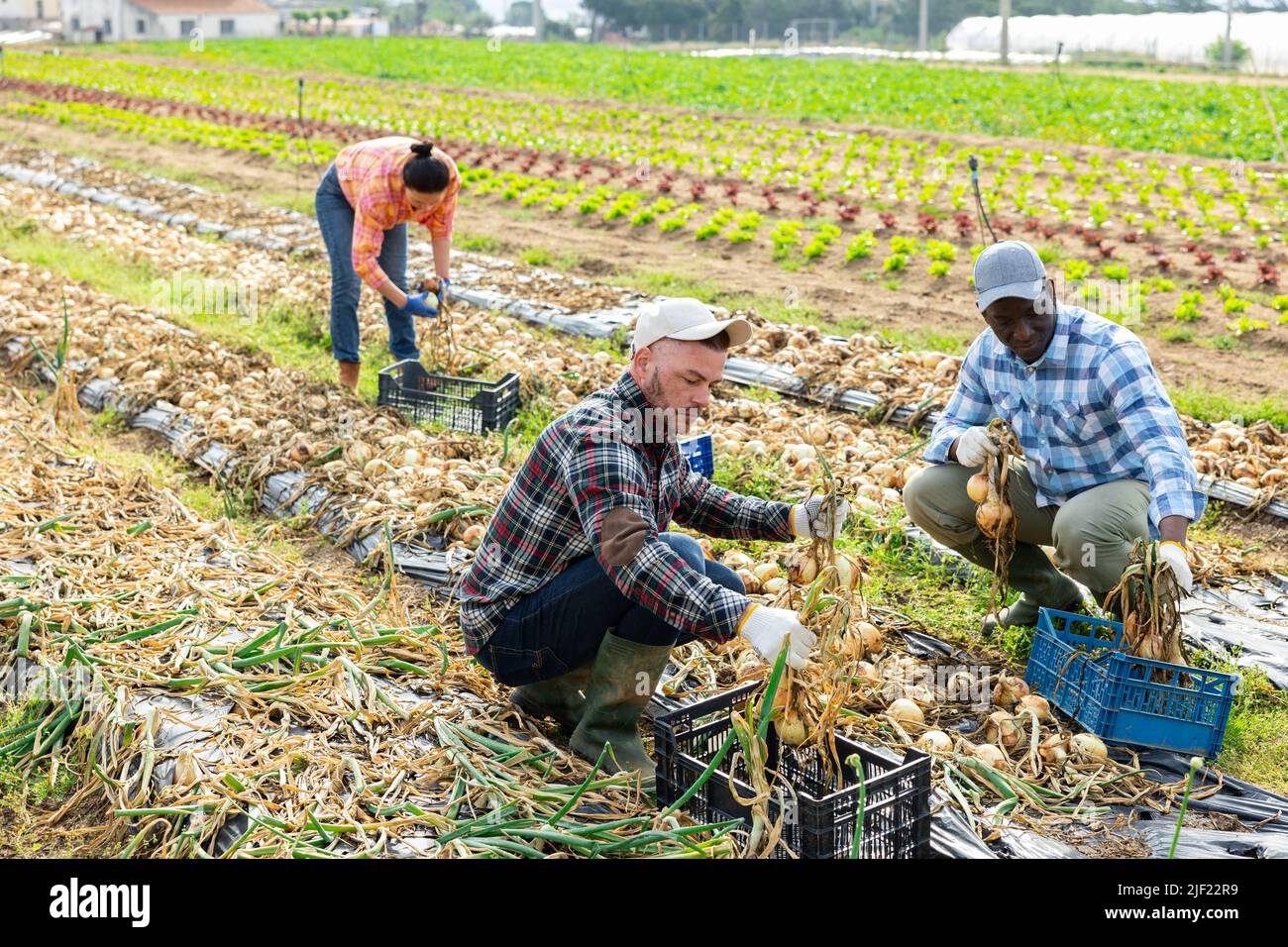 Three gardeners harvesting onion on field Stock Photo - Alamy