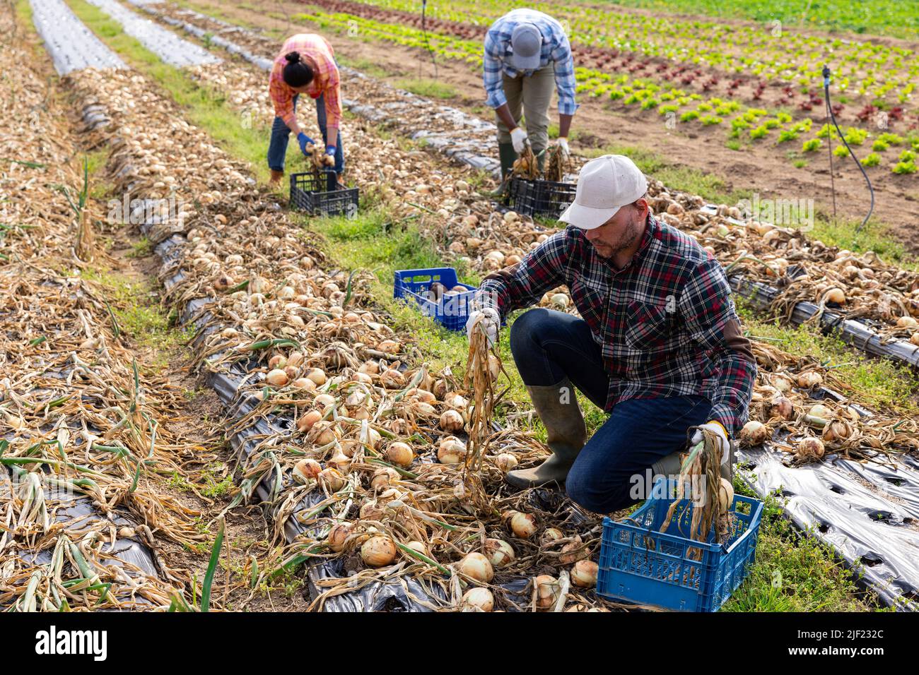 Man farmer harvesting onion on plantation Stock Photo - Alamy