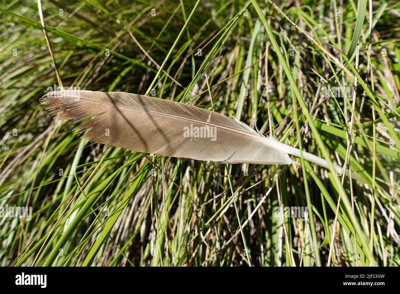 Tern feather sticks fallen into marsh grasses. Stock Photo