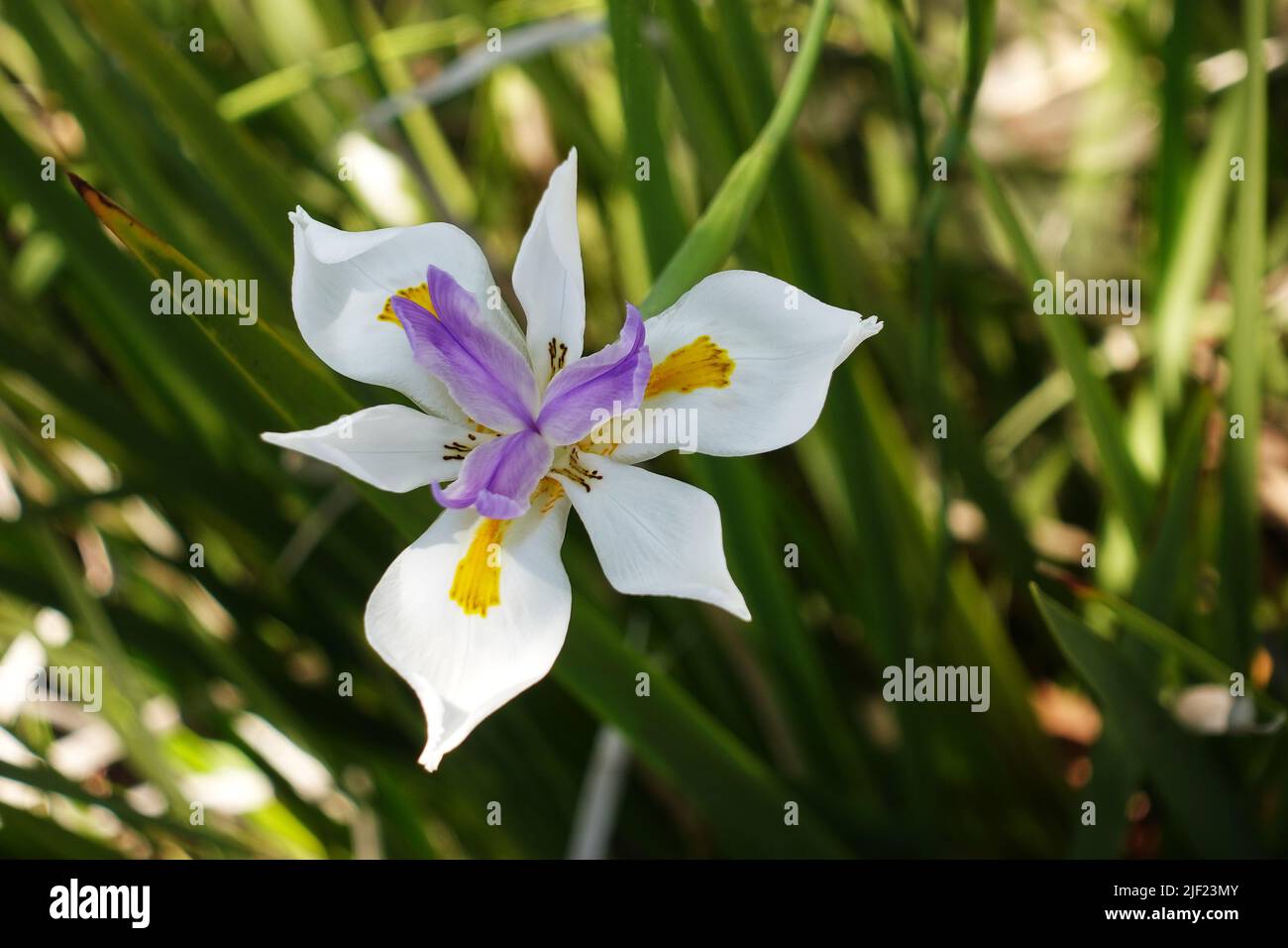 Close up of Single White African Iris Flower Stock Photo