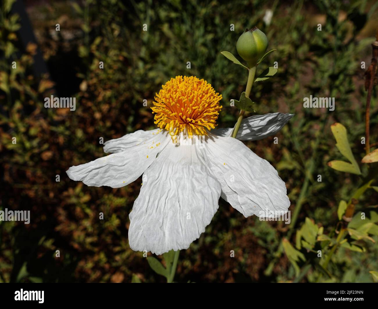 Single Matilija poppy and bud against background of foliage. Stock Photo
