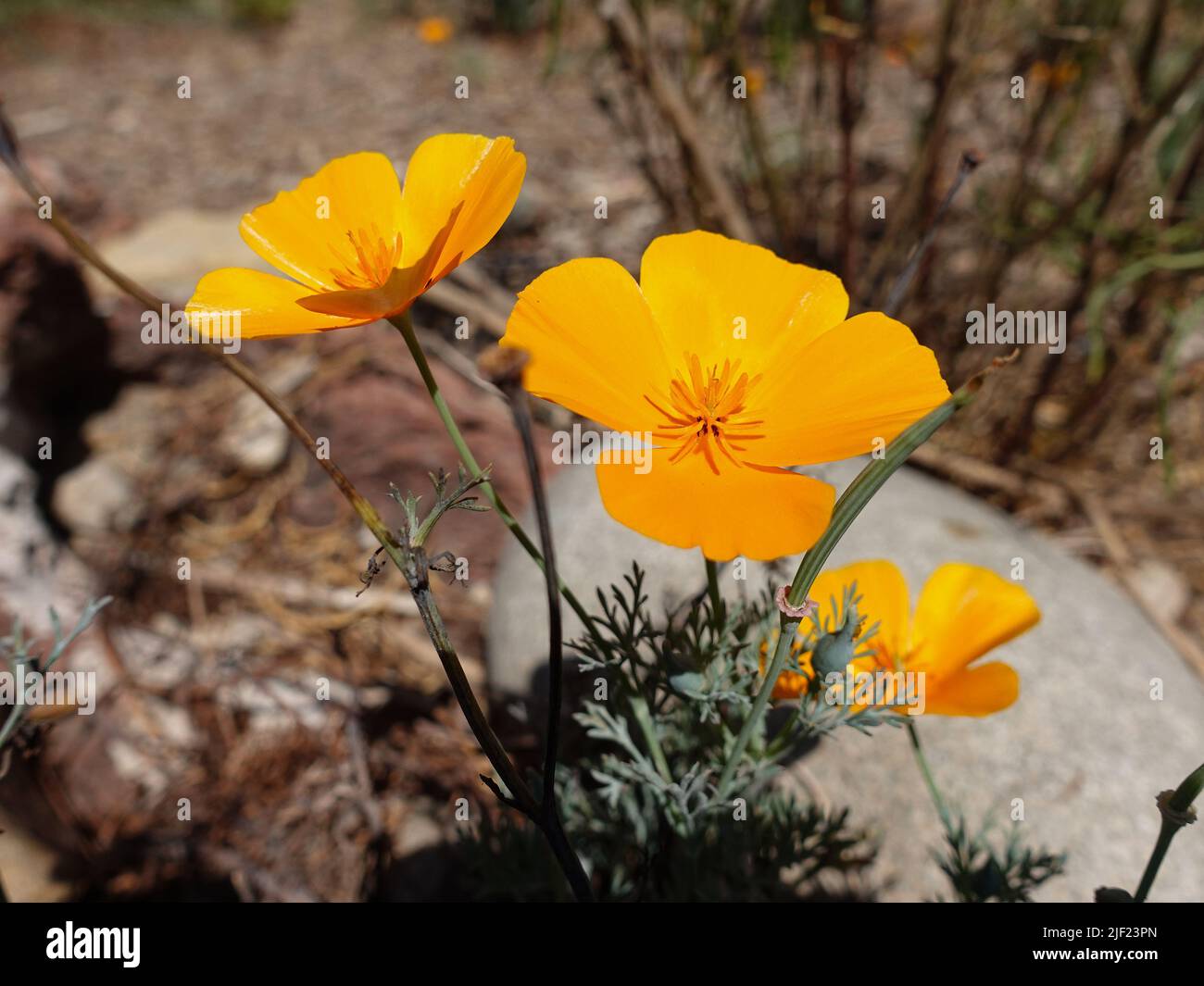 Close-up of orange California poppy flowers in full bloom as part of desert landscaping. Stock Photo