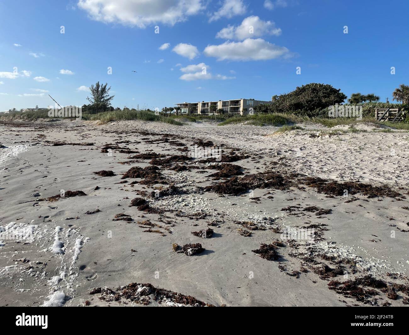 small seabirds hiding behind seaweed on beach Stock Photo