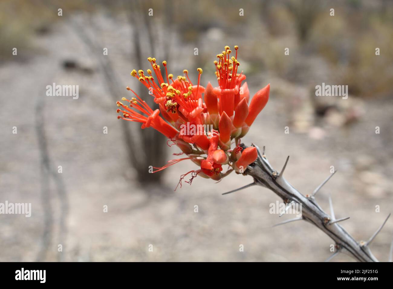 Ocotillo flowers closeup at Big Bend Ranch State Park in Texas Stock Photo