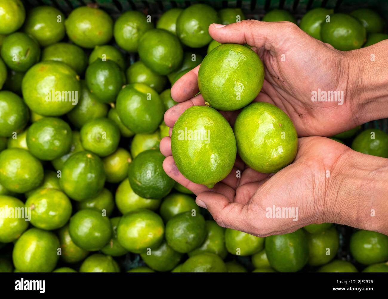 Lemon lime in the hands of the farmer in the Colombian market square ...