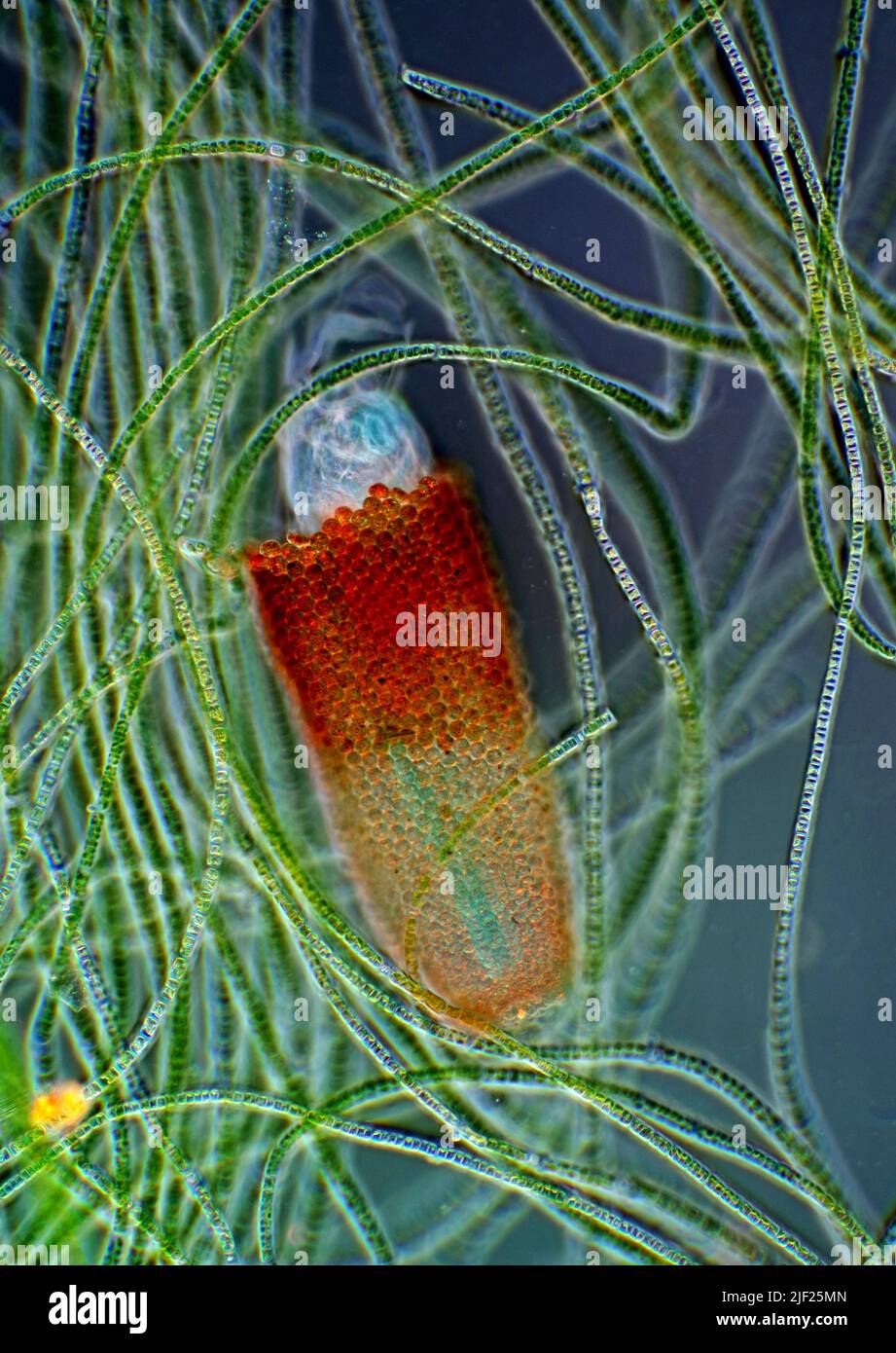 Polarized light micrograph of Floscularia rotifer among filamentous ...