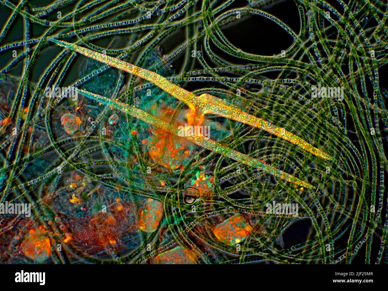 Polarized light micrograph of sponge spicule among algae and mineral