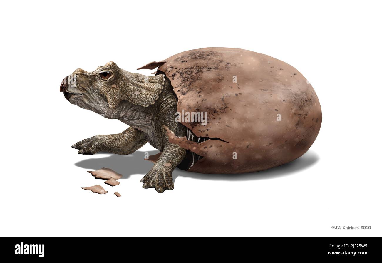 Triceratops Hatching From Its Egg Illustration This Herbivorous triceratops-hatching-from-its-egg-illustration-this-herbivorous