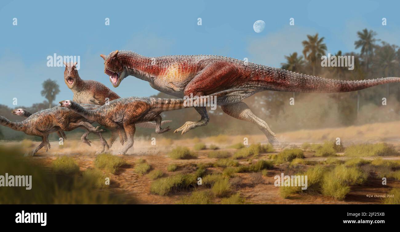 Carnotaurus sastrei dinosaurs hunting, illustration. These carnivorous