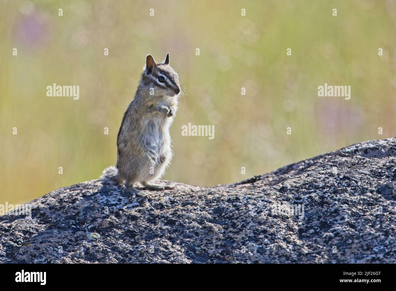 A cute chipmunk backlit by the sun stands on a large rock at Farragut State Park in Athol, Idaho. Stock Photo