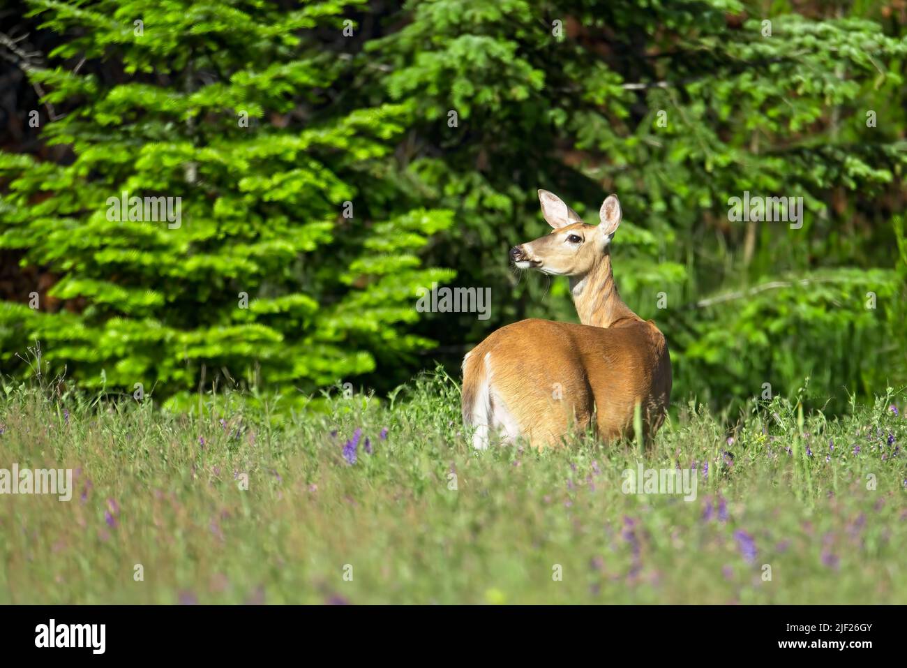 A white tail deer standing in tall grass at Farragut State Park in Athol, Idaho. Stock Photo
