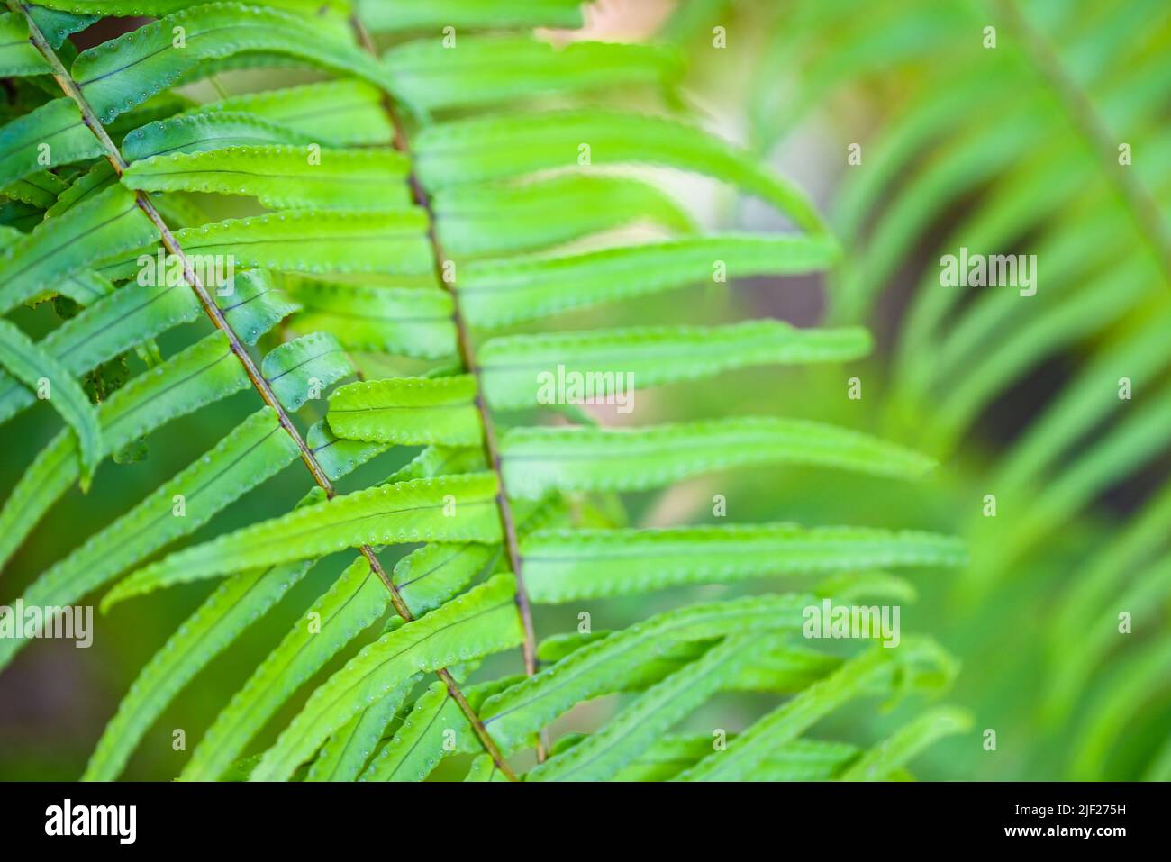 young green fern leaves natural fern tree background Stock Photo