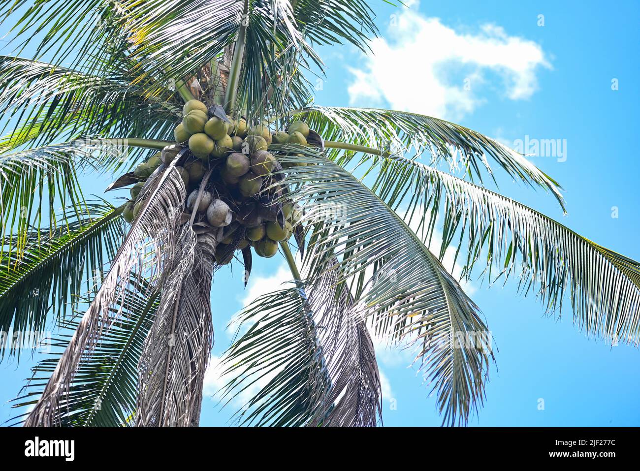 coconut fruit hang on the coconut tree in the summer, coconut palm tree Stock Photo Alamy