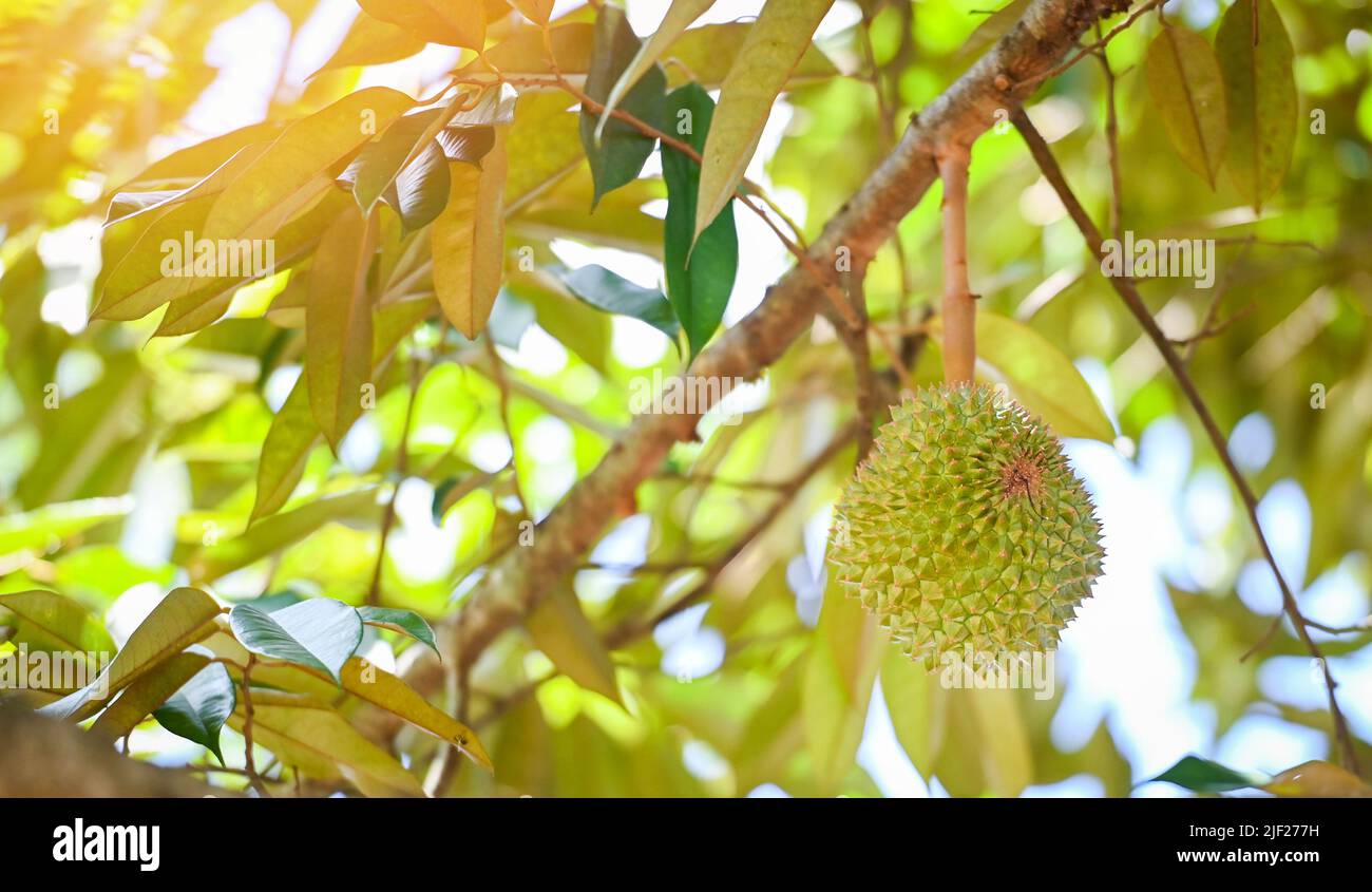 Fresh durian fruit hanging on the durian tree in the garden orchard