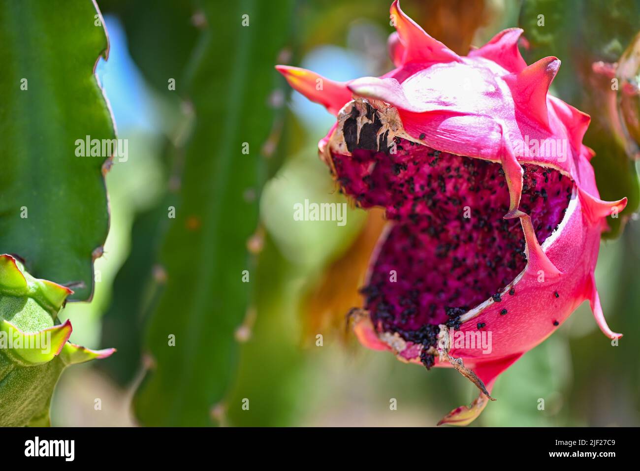 dragon fruit on the dragon fruit tree waiting for the harvest in the agriculture farm at asian