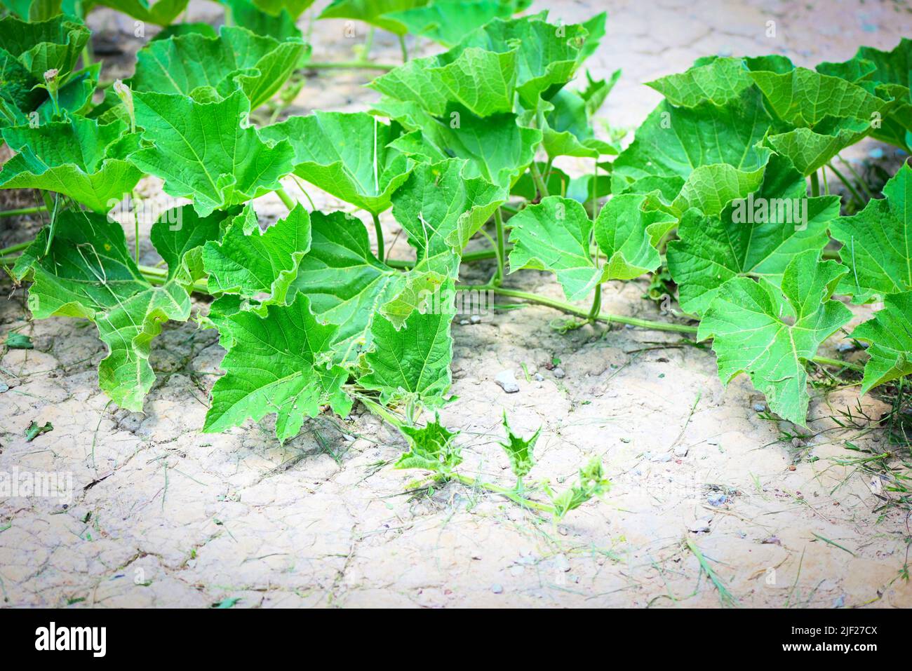 Green vine of pumpkin plant tree growing on ground on organic vegetable ...