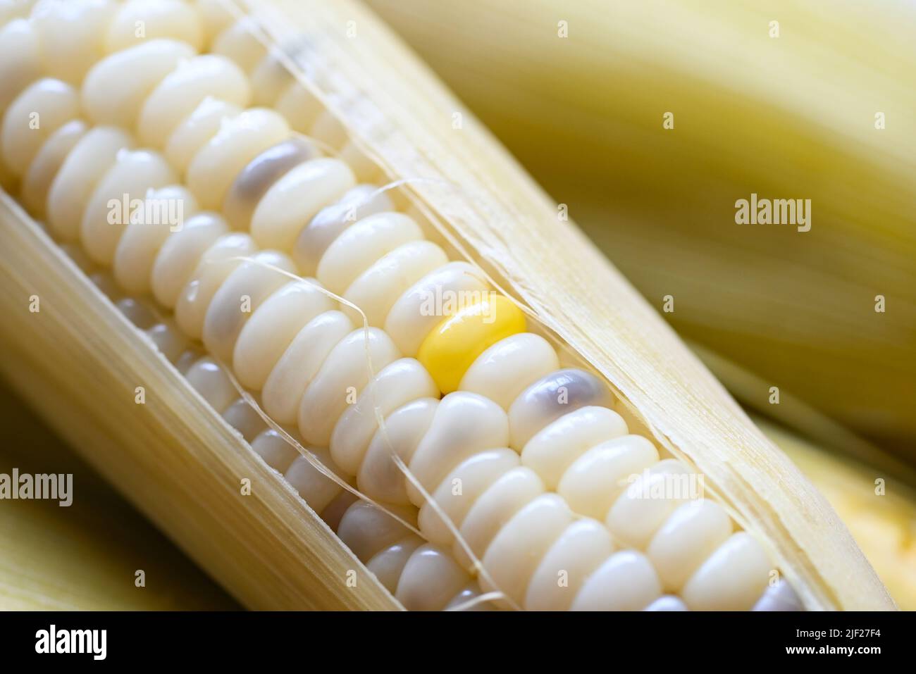 waxy corns or sweet corn cooked background, ripe corn cobs steamed or boiled for food vegan dinner or snack Stock Photo
