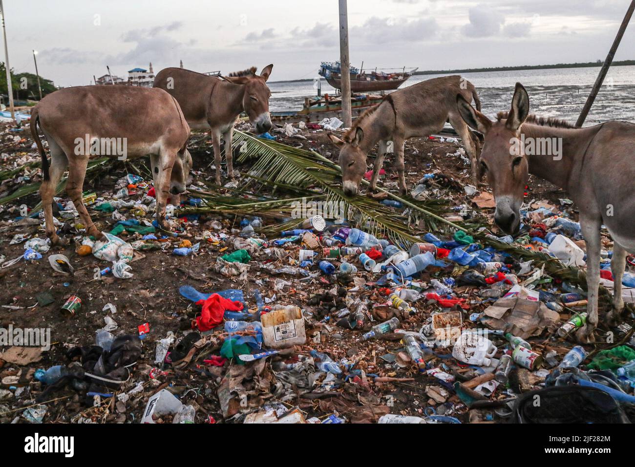Plastic waste ocean animals hi-res stock photography and images 